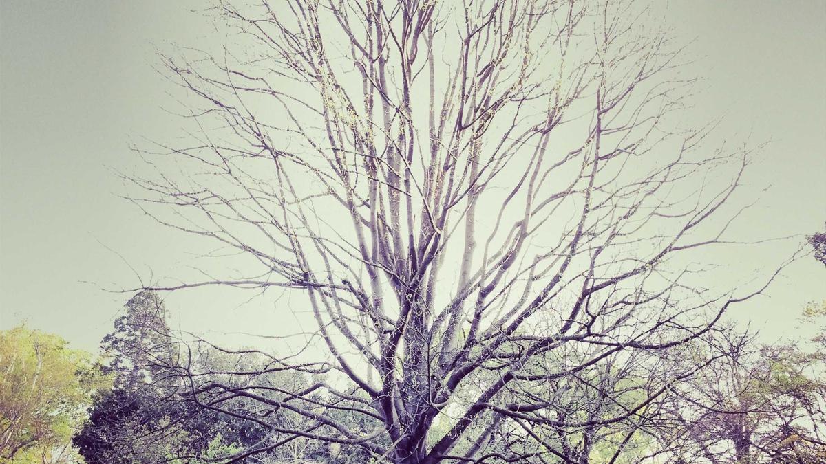 Detailansicht: FIFA Israel Strafe