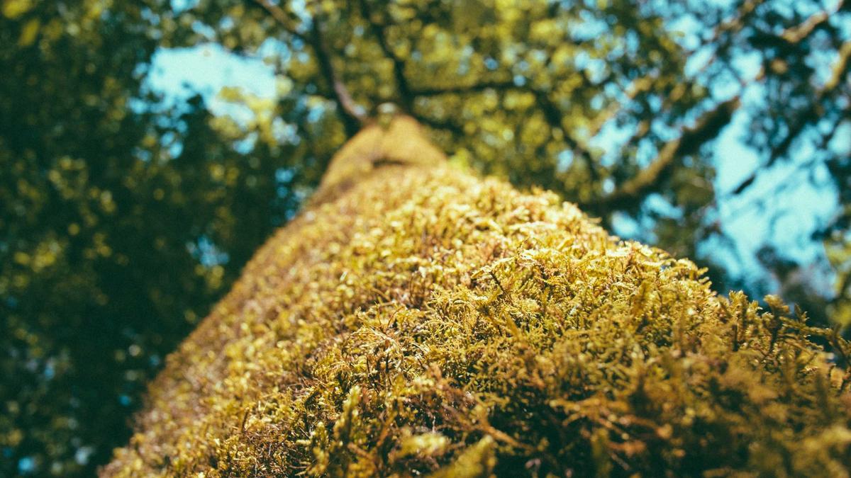 Detailansicht: Stadionsicherheit Bundesliga